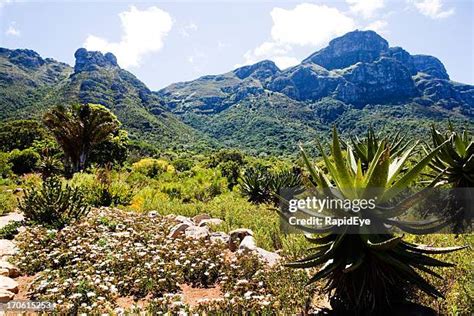 1,033 Kirstenbosch Botanic Gardens Stock Photos